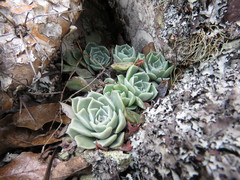 Echeveria potosina