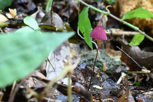Marasmius pulcherripes