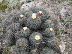 Coryphantha clavata clavata