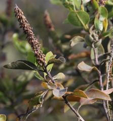 Escallonia pulverulenta