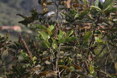 Escallonia pulverulenta