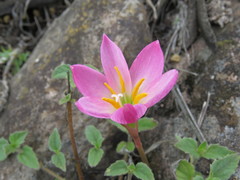Zephyranthes brevipes