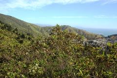 Escallonia pulverulenta