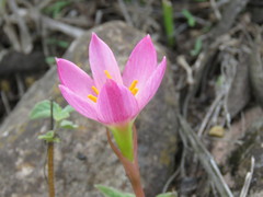 Zephyranthes brevipes