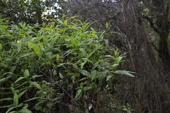 Aristeguietia salvia