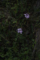 Glandularia berteroi