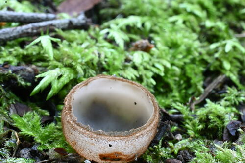 Humaria hemisphaerica