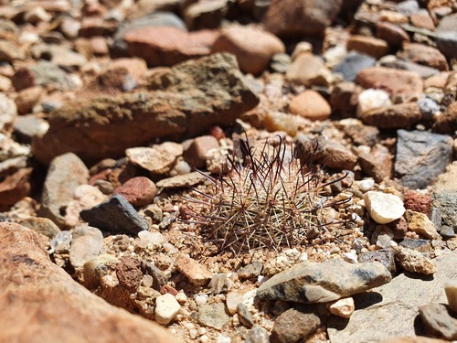 Cochemiea blossfeldiana (Cochemiea blossfeldiana)