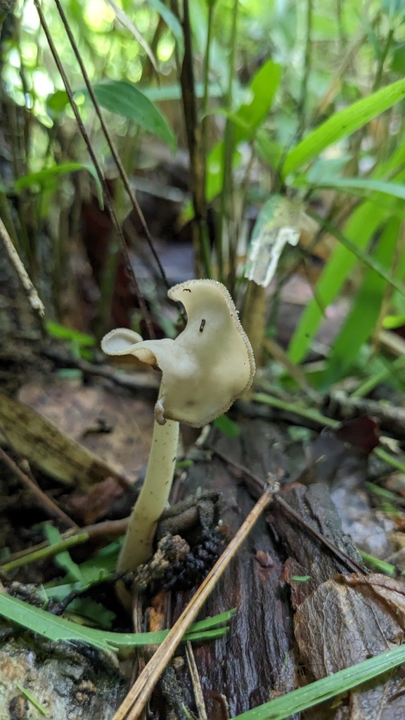 Helvella ephippioides