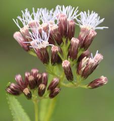Aristeguietia salvia