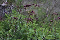 Aristeguietia salvia