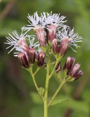 Aristeguietia salvia
