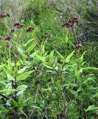 Aristeguietia salvia