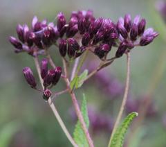 Aristeguietia salvia