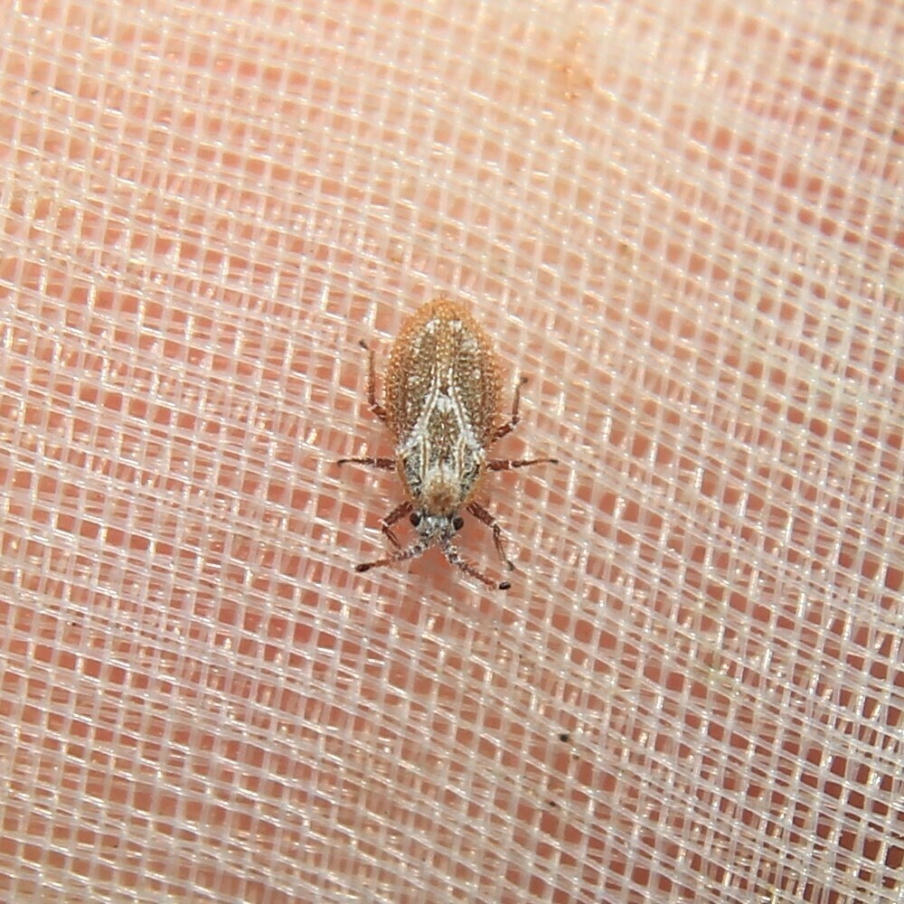 Lasiacantha histricula