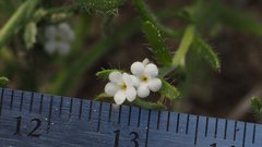 Pectocarya peninsularis