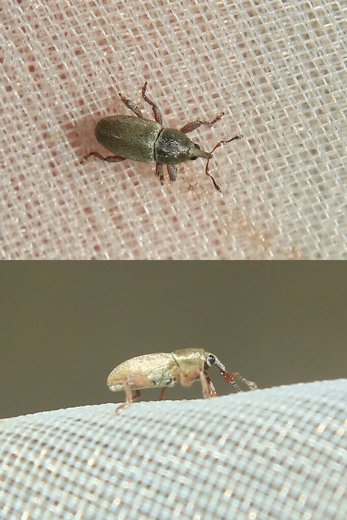 Tychius argentatus