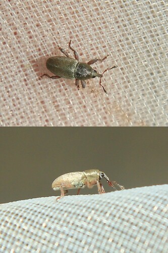 Representative image of Tychius argentatus