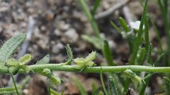 Pectocarya peninsularis