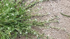 Pectocarya peninsularis