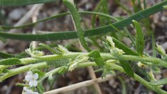Pectocarya peninsularis