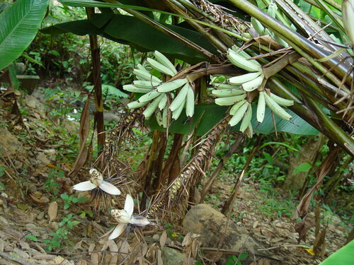 Musa gracilis, photograph 3