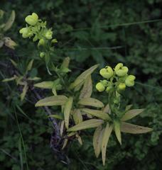 Calceolaria morisii