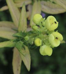 Calceolaria morisii