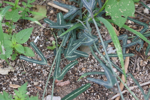 Image of Passiflora mexicana by (c) Brooke Smith, some rights reserved (CC BY)