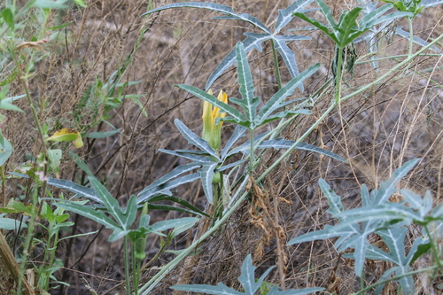 Image of Cucurbita digitata by (c) Brooke Smith, some rights reserved (CC BY)