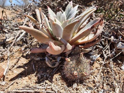 Cochemiea blossfeldiana (Cochemiea blossfeldiana)