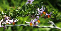 Solanum valdiviense