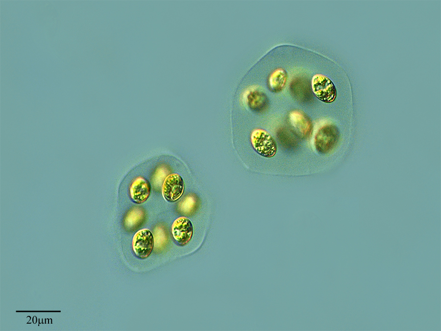 Oocystis