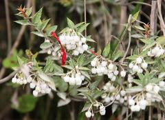 Gaultheria phillyreifolia