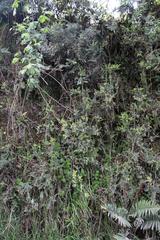Gaultheria phillyreifolia