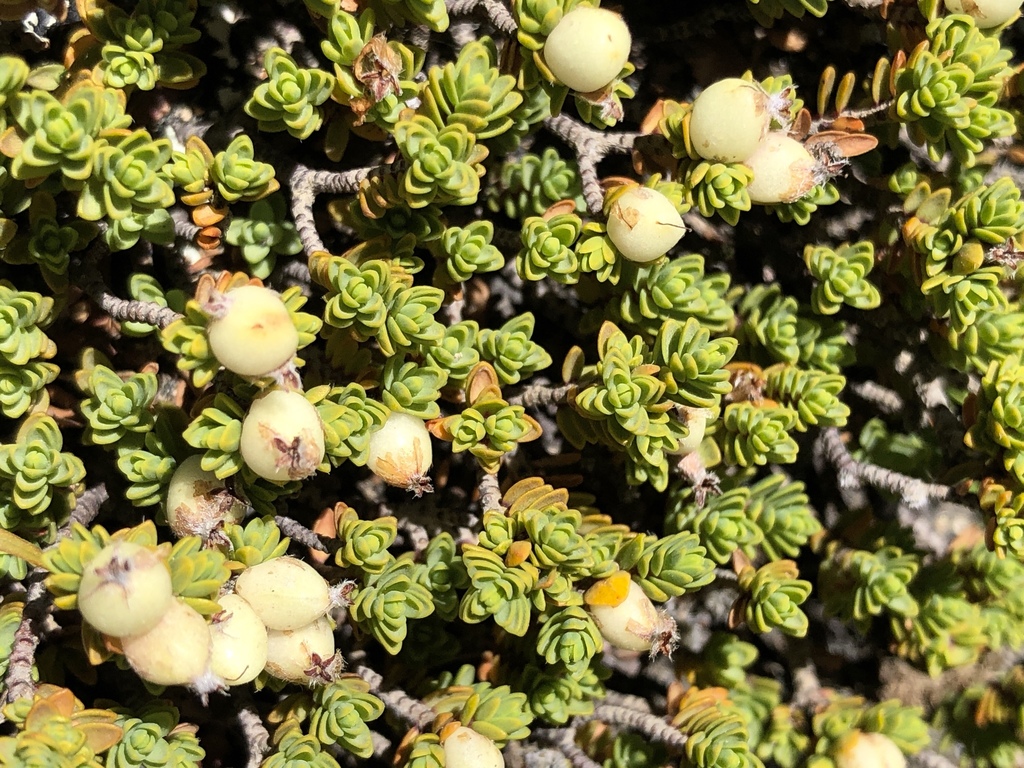 Pimelea microphylla, Ruapehu, NZ-MW, NZ, by metanature