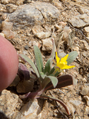 Camissoniopsis micrantha