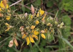 Ulex europaeus
