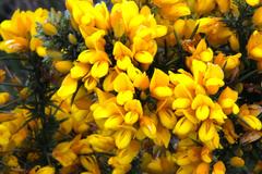 Ulex europaeus