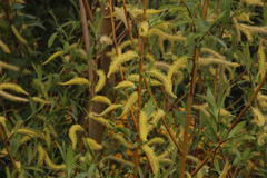 Salix