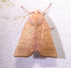 Xylenini