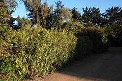Myoporum montanum