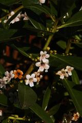 Myoporum montanum