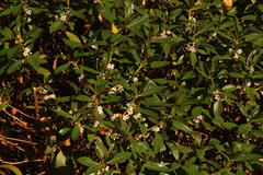 Myoporum montanum