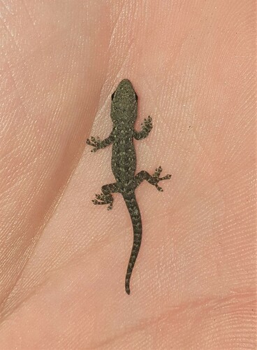 Common Dwarf Gecko
