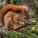 Central European Red Squirrel - Photo (c) Jessica Peruzzo, some rights reserved (CC BY-NC-ND), uploaded by Jessica Peruzzo