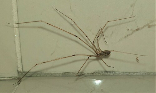Tailed Cellar Spider