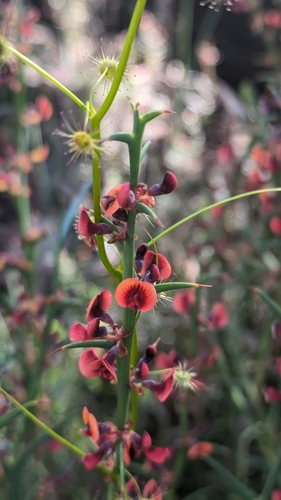 Image of Daviesia decurrens by (c) Jay-Jay Werny, some rights reserved (CC BY)