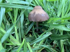 Panaeolus foenisecii