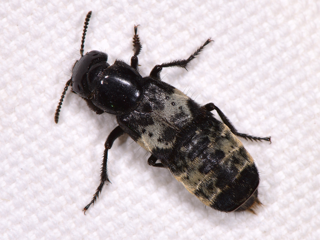 hairy rove beetle